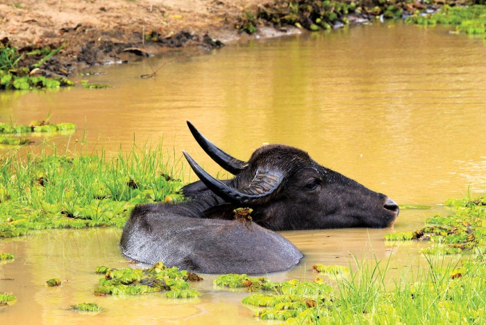 Producing-Protein-Therapeutics