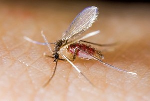 09331-scitech2-pargentipescxd