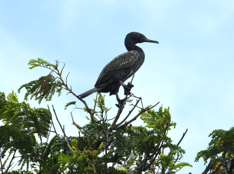 d44151-025-00042-0_50775872