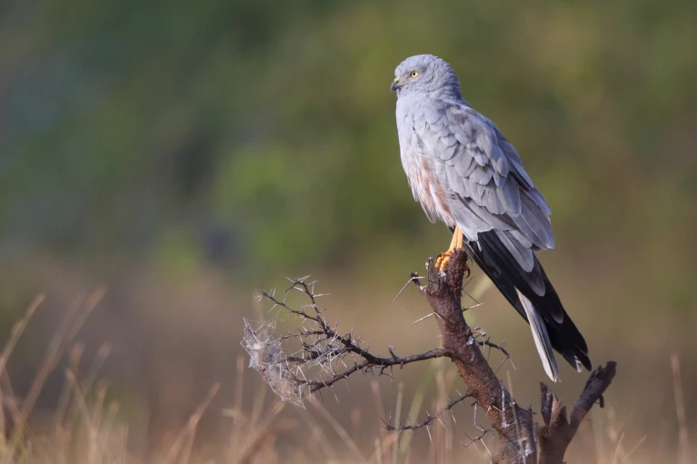 d44151-023-00122-z_25969732